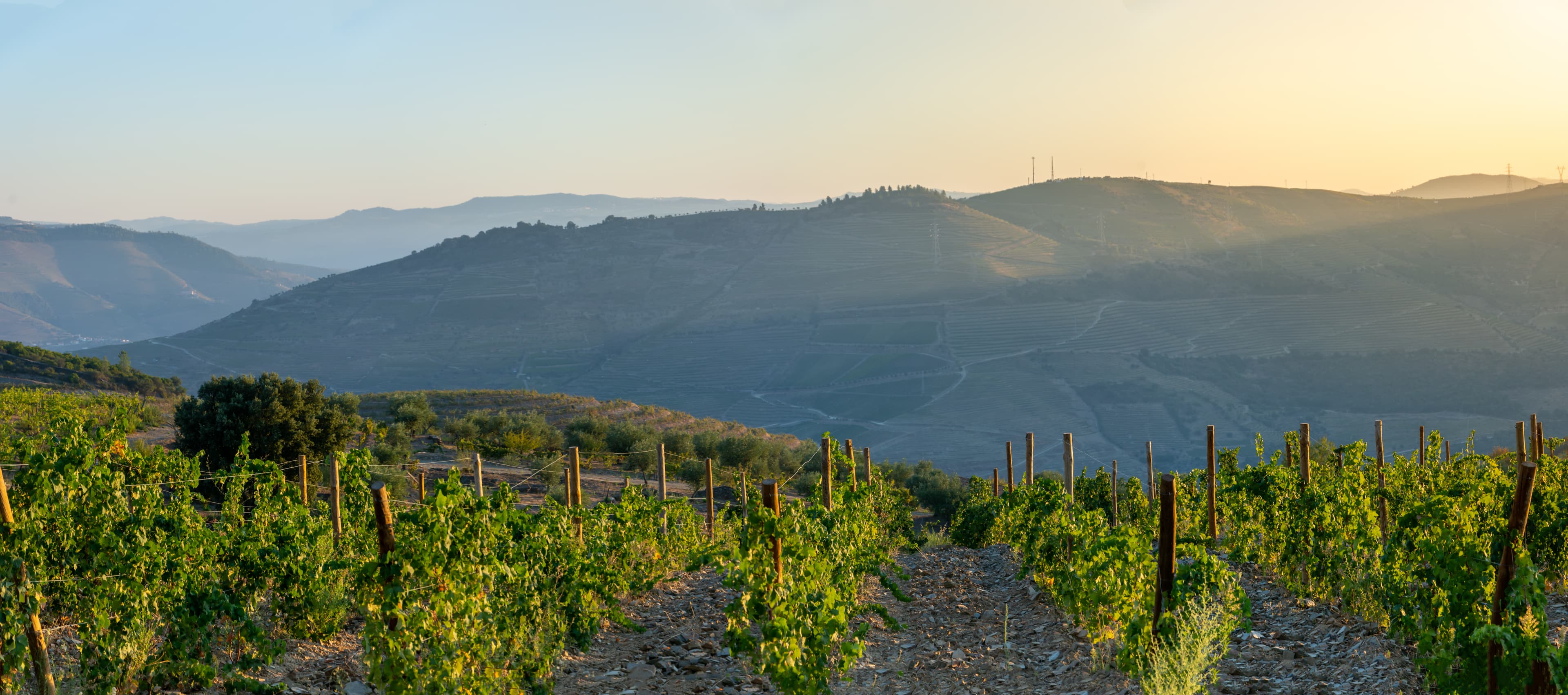 Italy wines